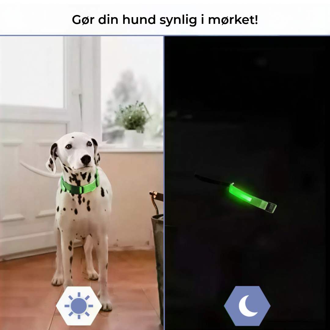 LED Hundehalsbånd
